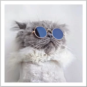 Humorous greeting card featuring a fluffy cat wearing retro round sunglasses.