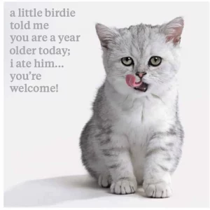 Funny Cat Birthday Card